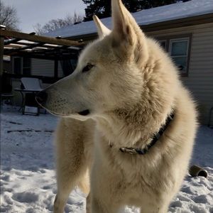 Meet your Posher, Amer